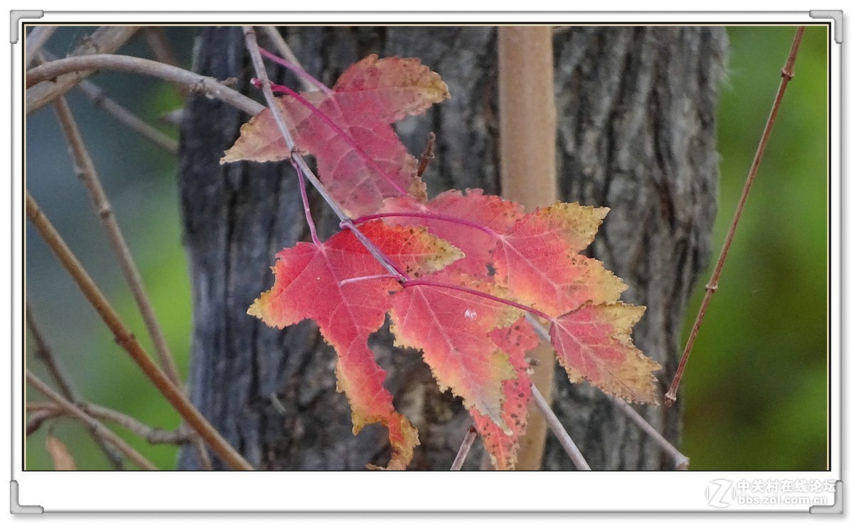 金秋枫叶与 红宝石