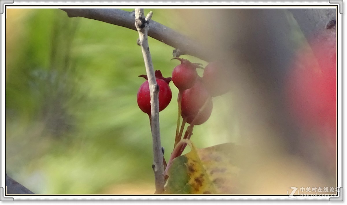 金秋枫叶与 红宝石