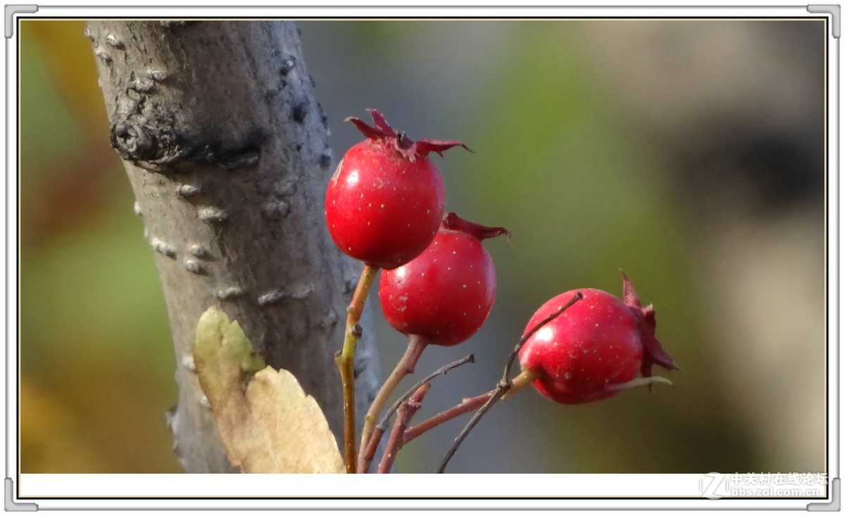 金秋枫叶与 红宝石