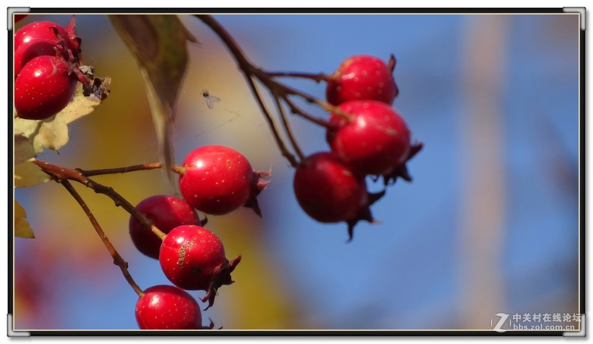 金秋枫叶与 红宝石
