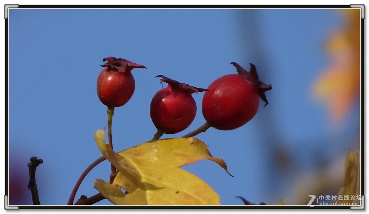 金秋枫叶与 红宝石