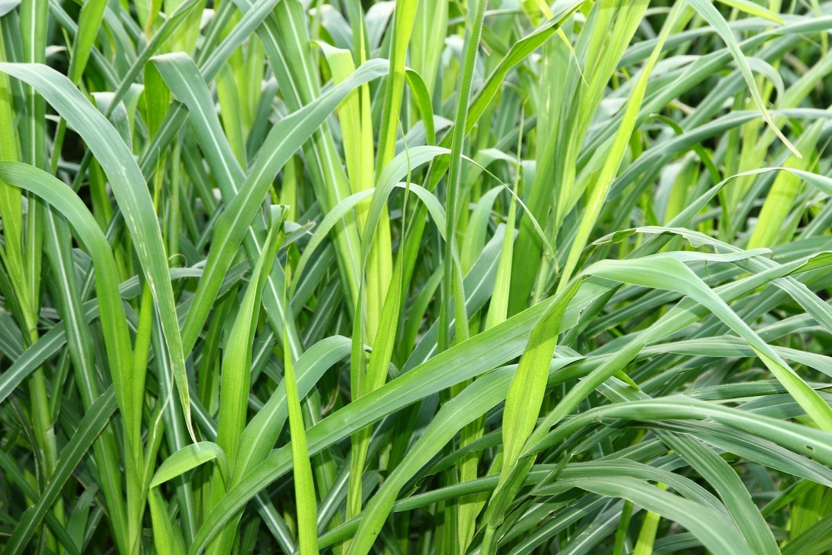 冬天傍晚----散步在南中国的田间地头