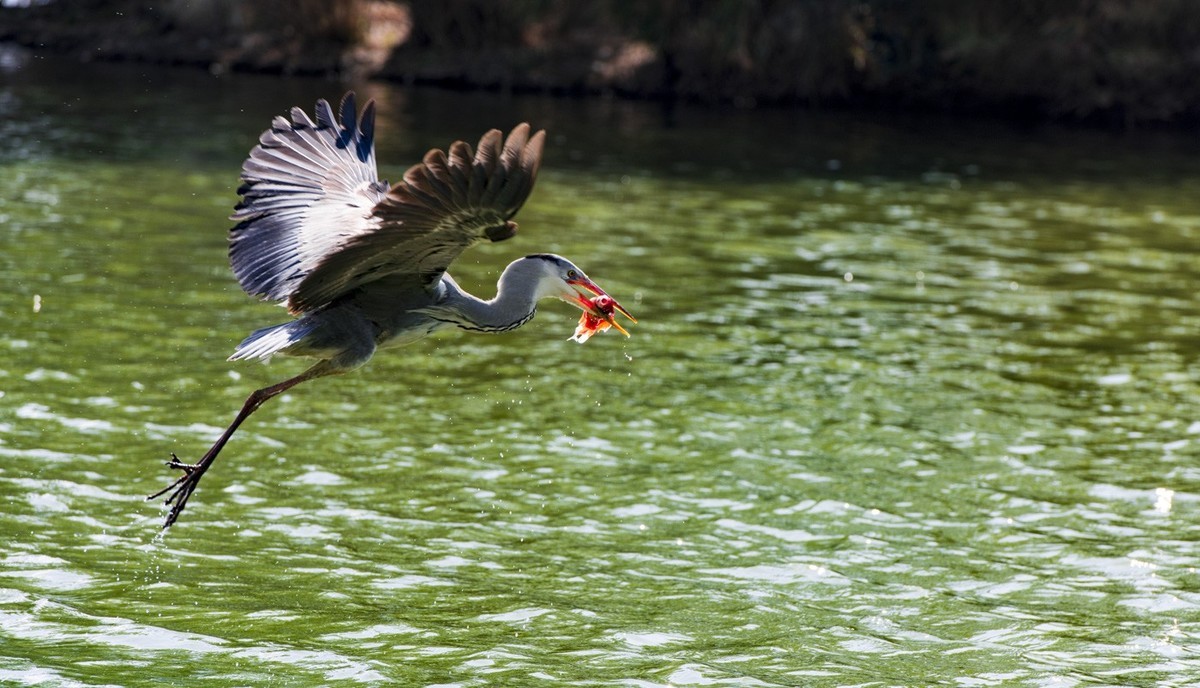 望海公园---水上舞者
