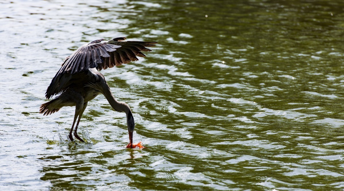 望海公园---水上舞者