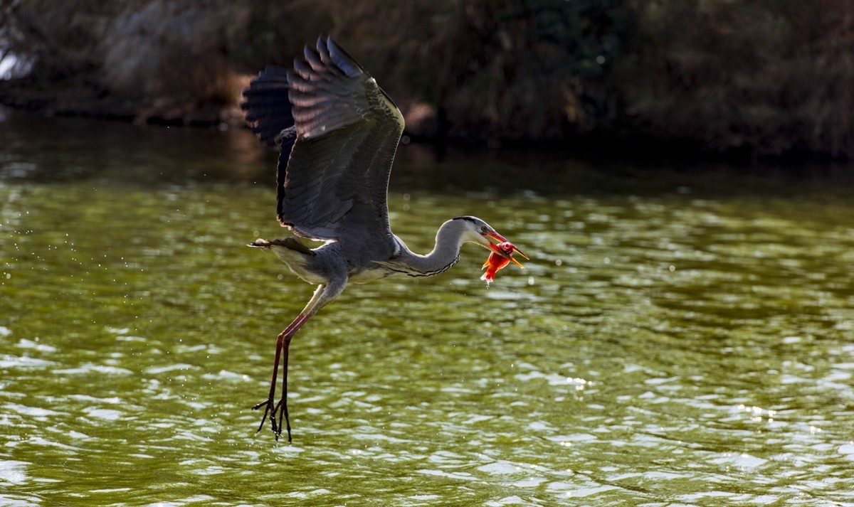 望海公园---水上舞者