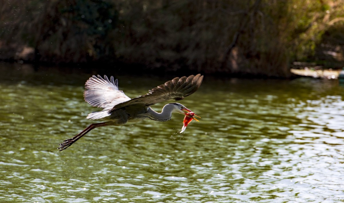望海公园---水上舞者