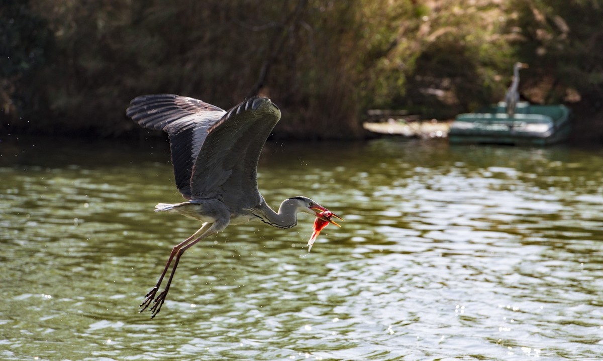 望海公园---水上舞者