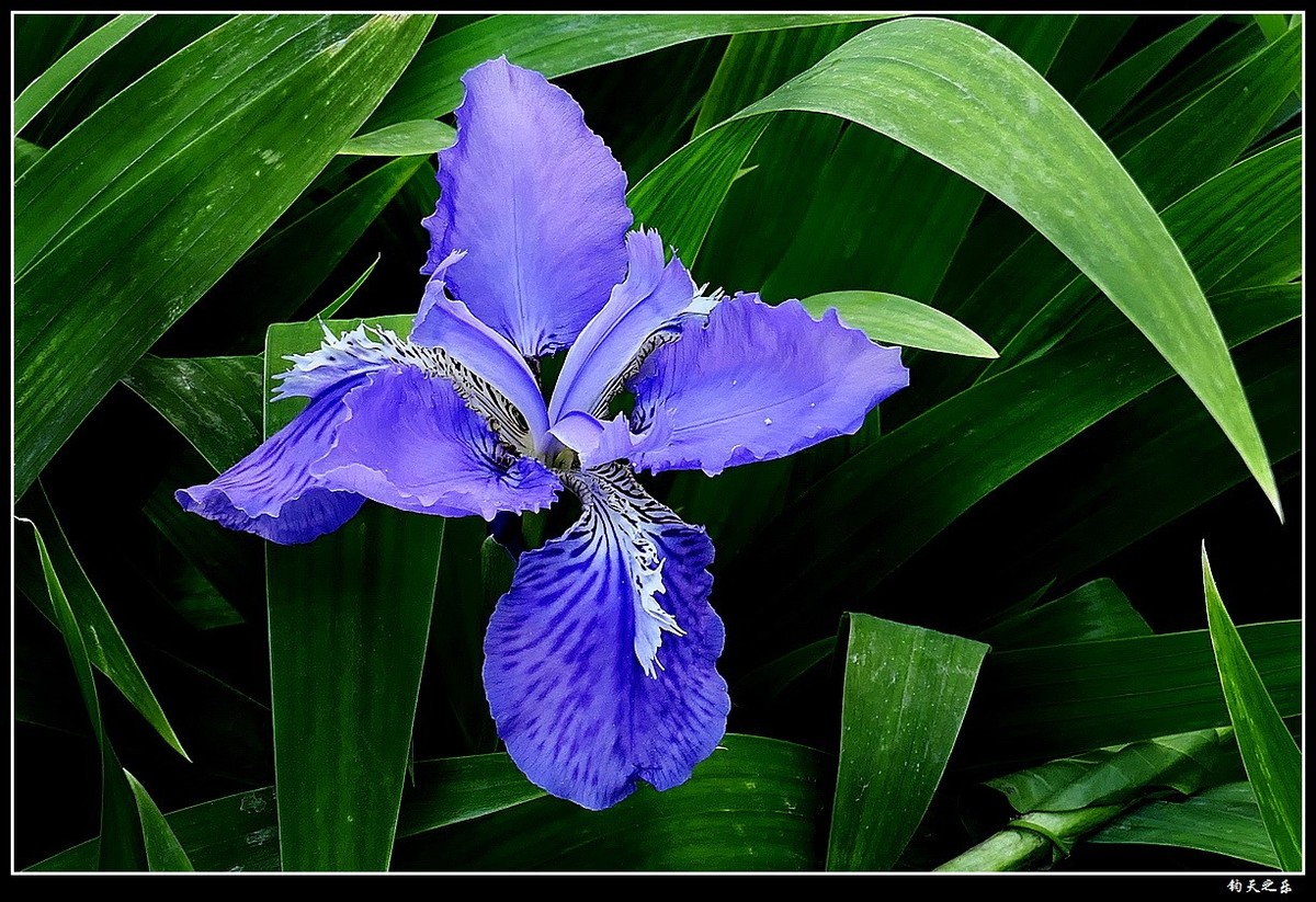 【鸢尾兰】