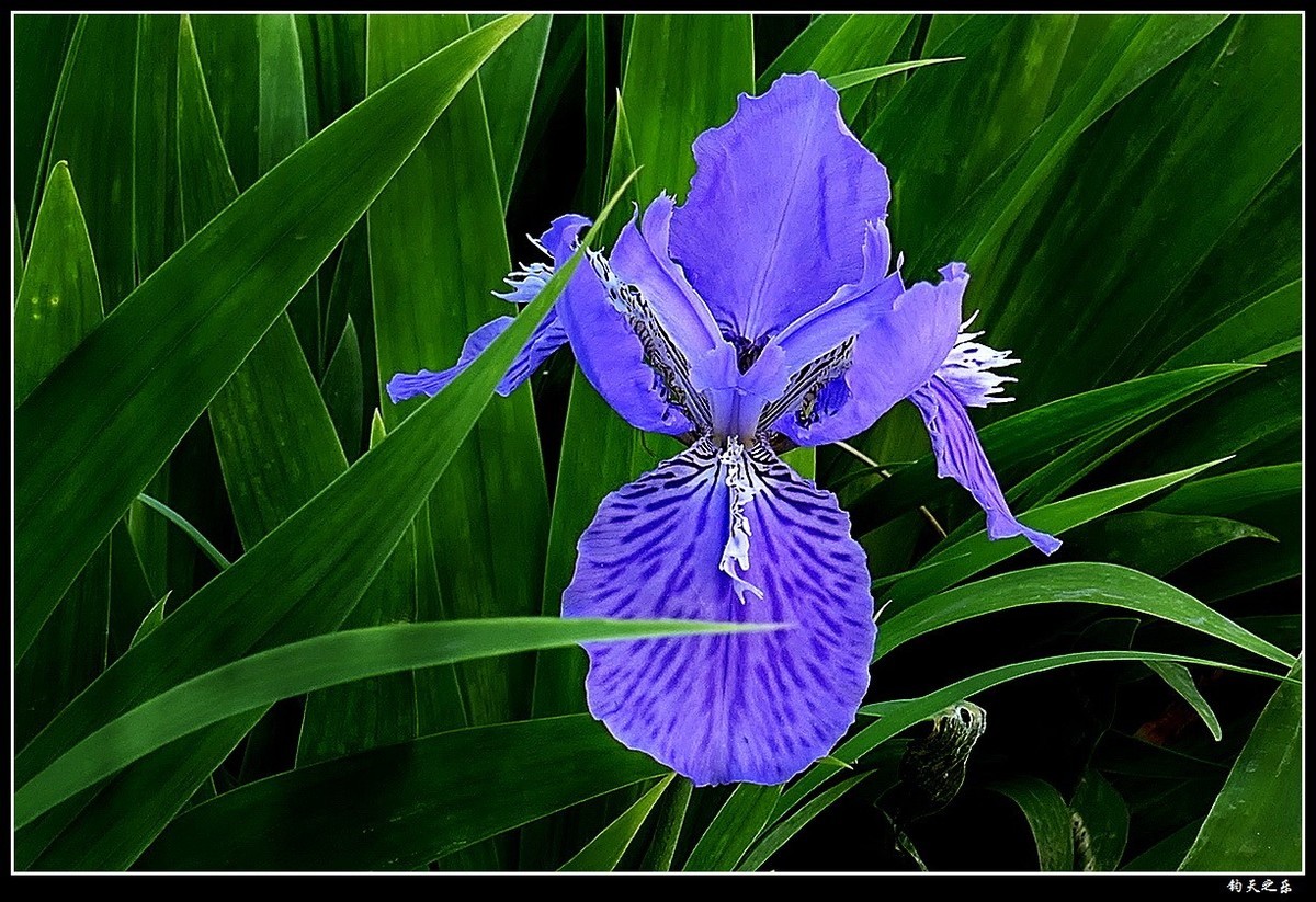 【鸢尾兰】