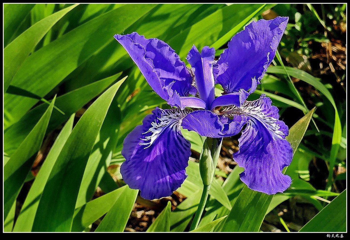 【鸢尾兰】