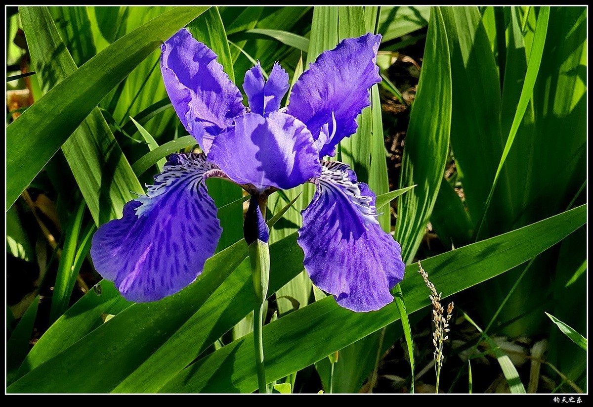 【鸢尾兰】