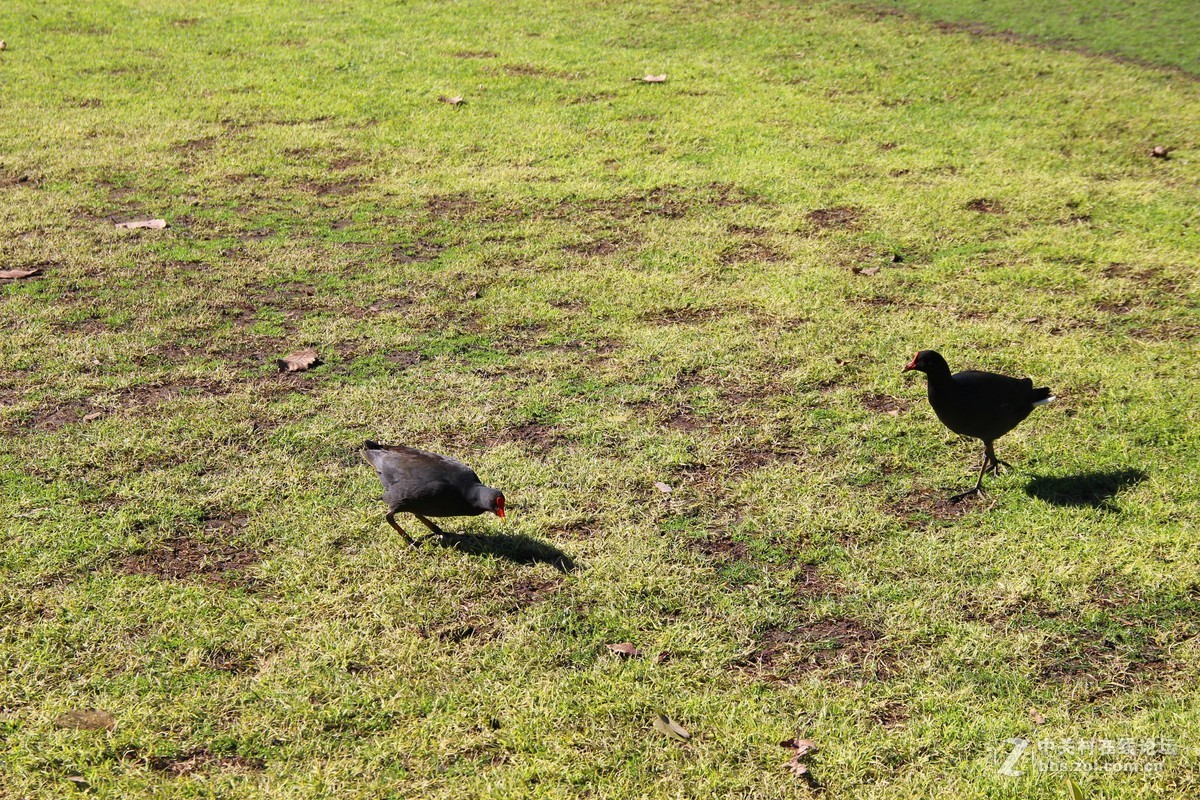 #佳能迷你单反EOS 200D 看见南腔北调#悉尼风光