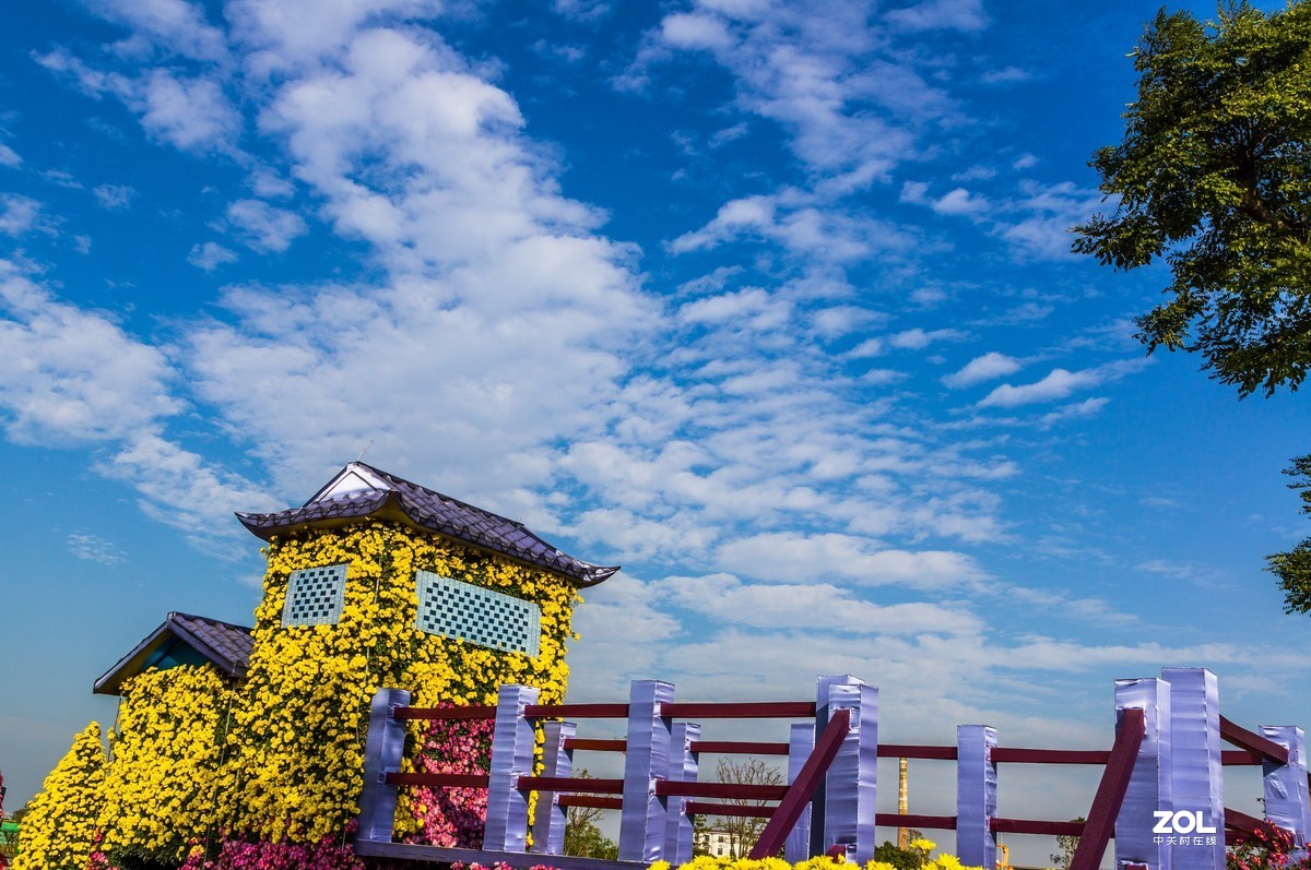 中山小榄之《菊花乐园》