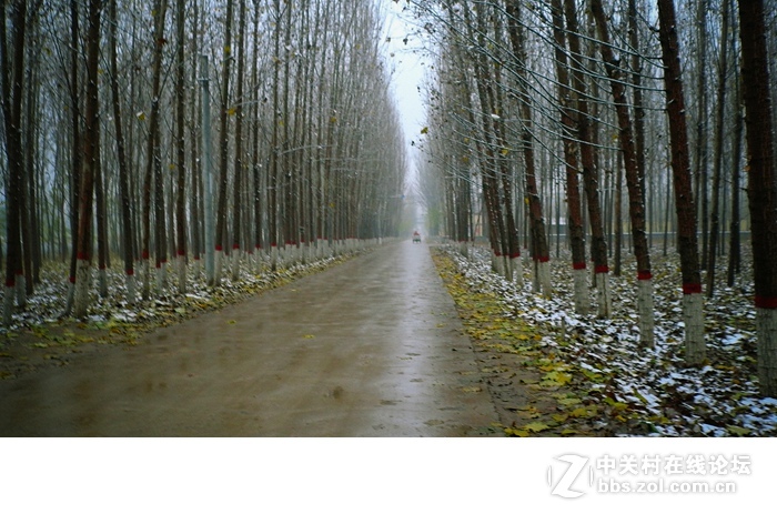 今年的落叶很特别