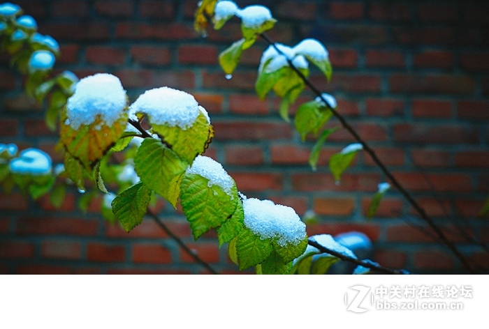 今年的落叶很特别