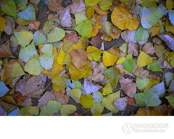 今年的落叶很特别