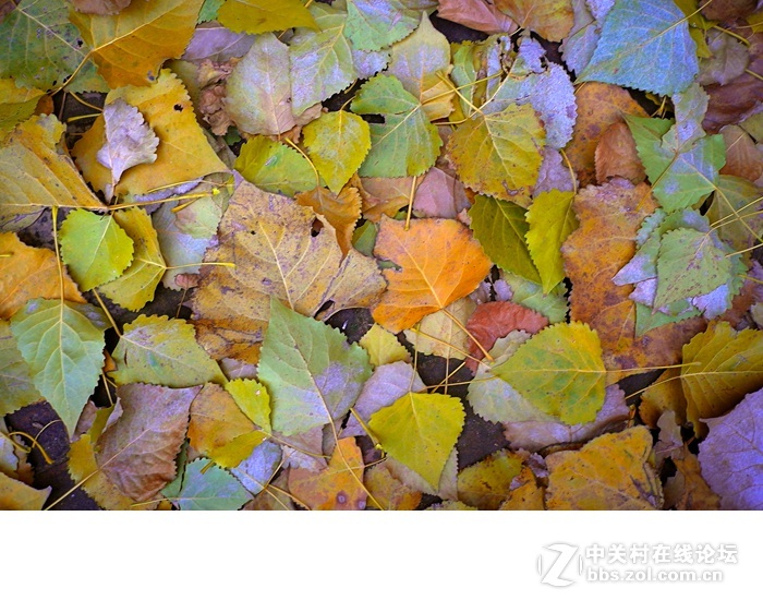 今年的落叶很特别