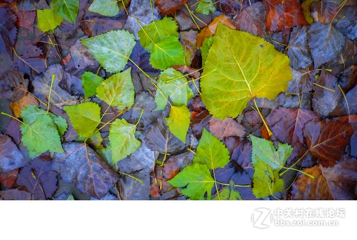 今年的落叶很特别