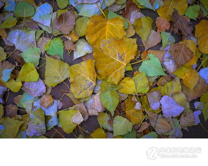 今年的落叶很特别