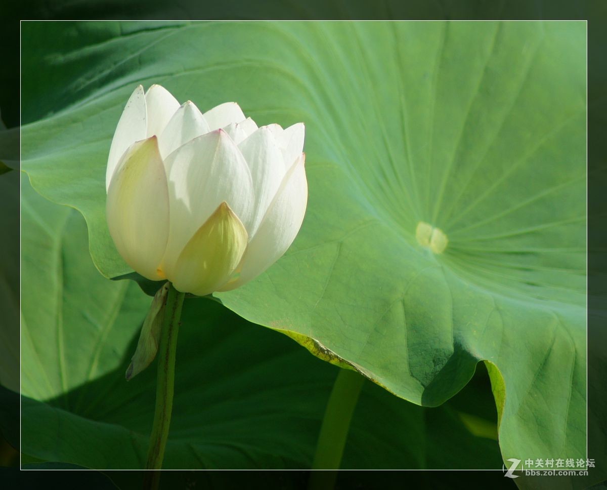 峨眉山桂花桥荷花-中关村在线摄影论坛