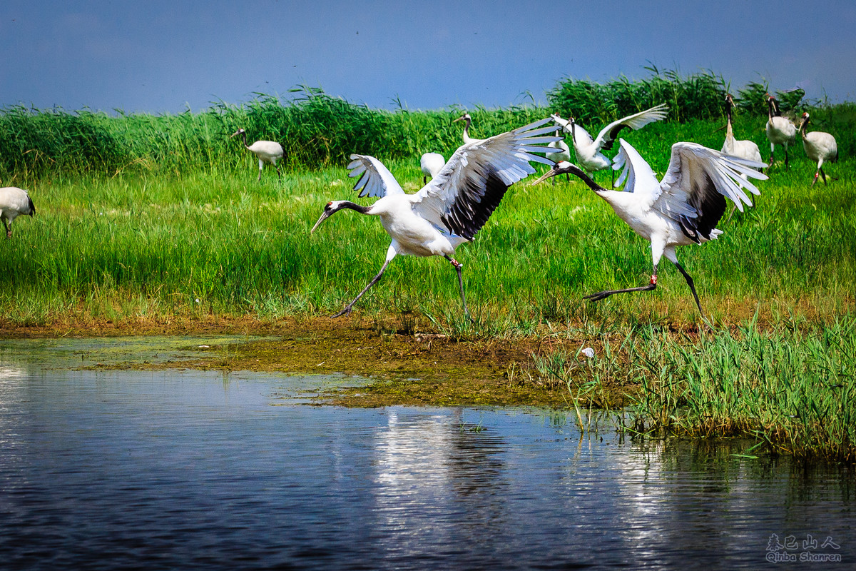 鹤舞青天——丹顶鹤