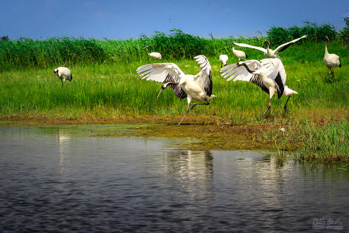 鹤舞青天——丹顶鹤