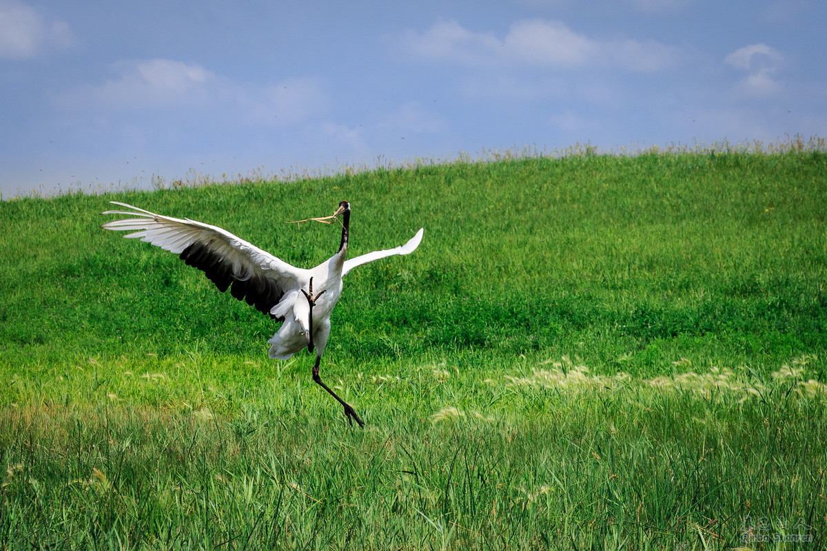 鹤舞青天——丹顶鹤