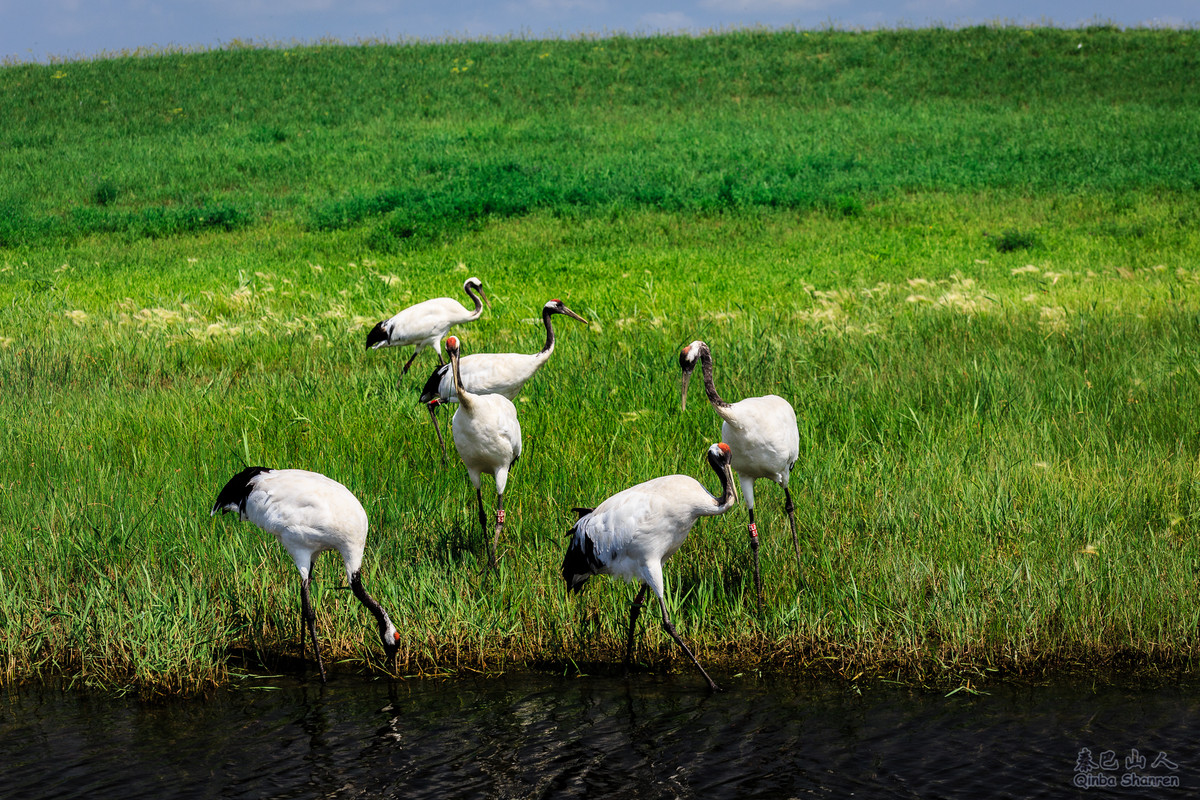鹤舞青天——丹顶鹤