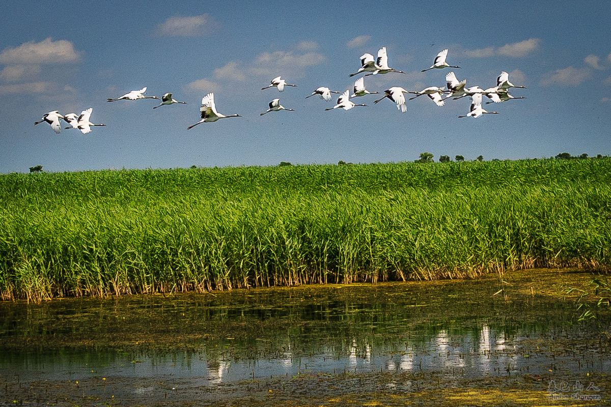 鹤舞青天——丹顶鹤