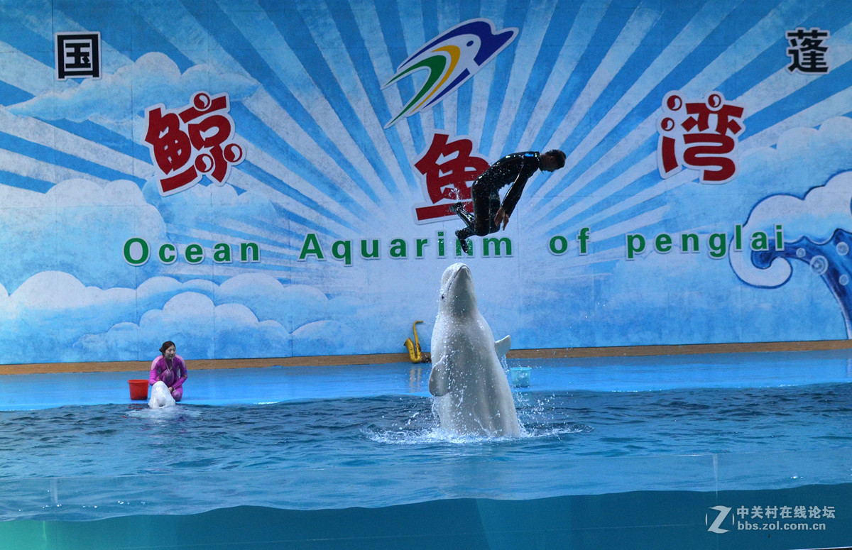 上海长风海洋世界门票79元起，小白鲸在这里等你哟！