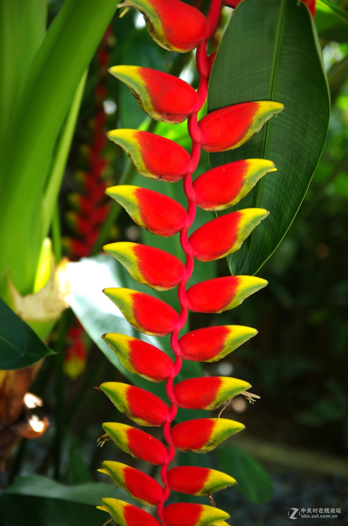 新加坡国花胡姬花