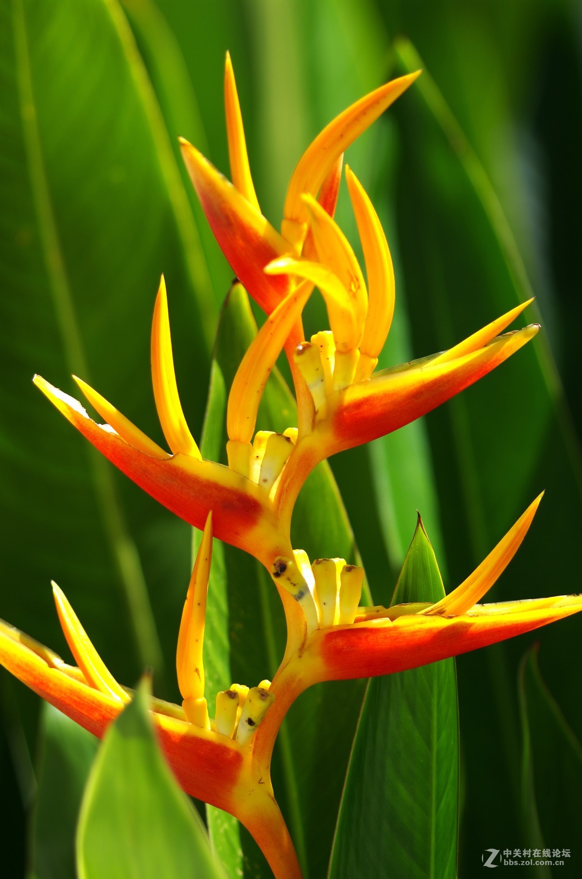 新加坡国花胡姬花