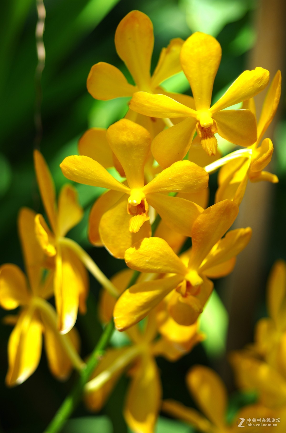 新加坡国花胡姬花