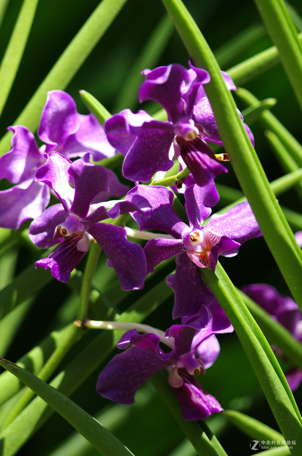 新加坡国花胡姬花