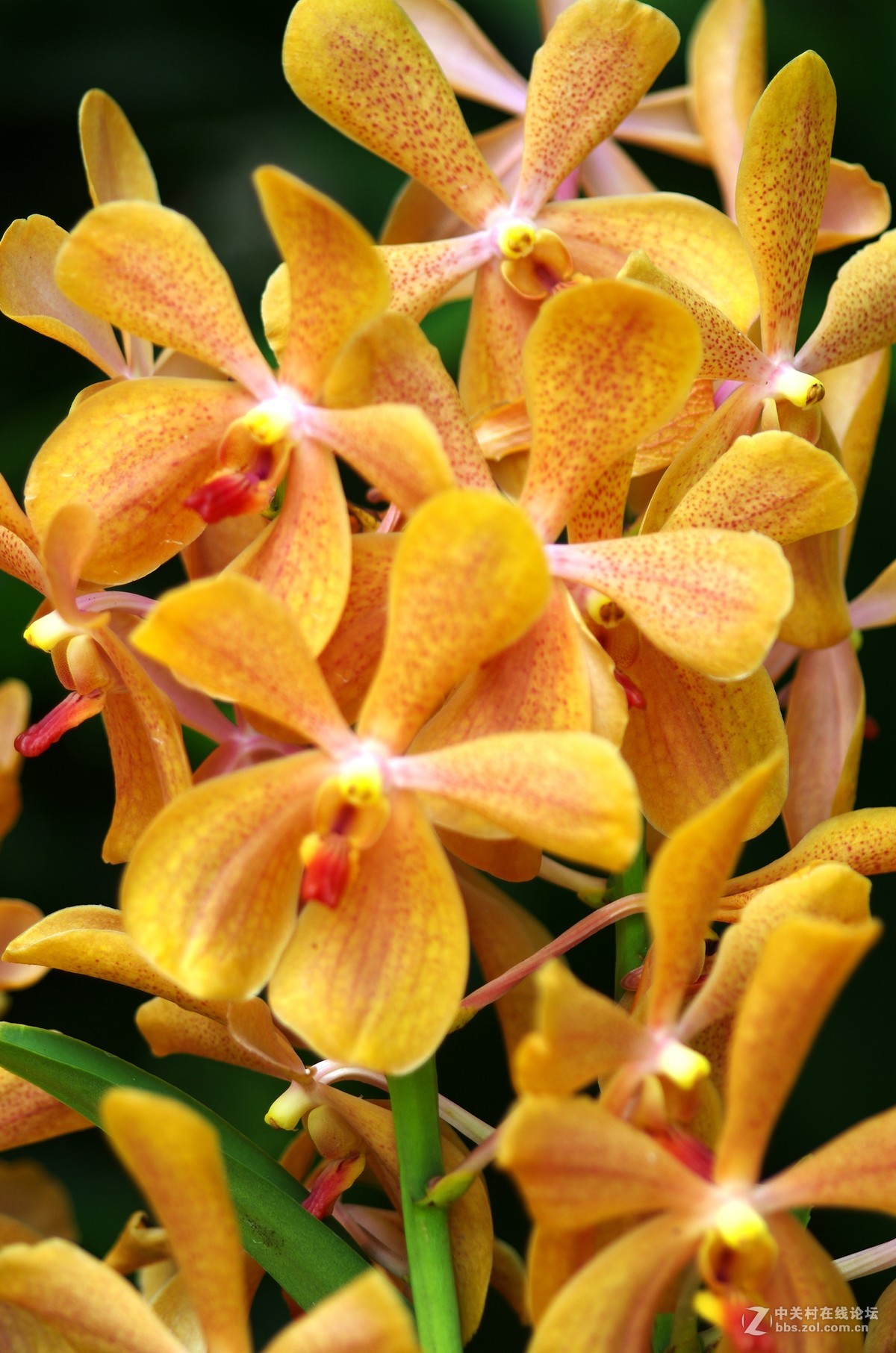 新加坡国花胡姬花