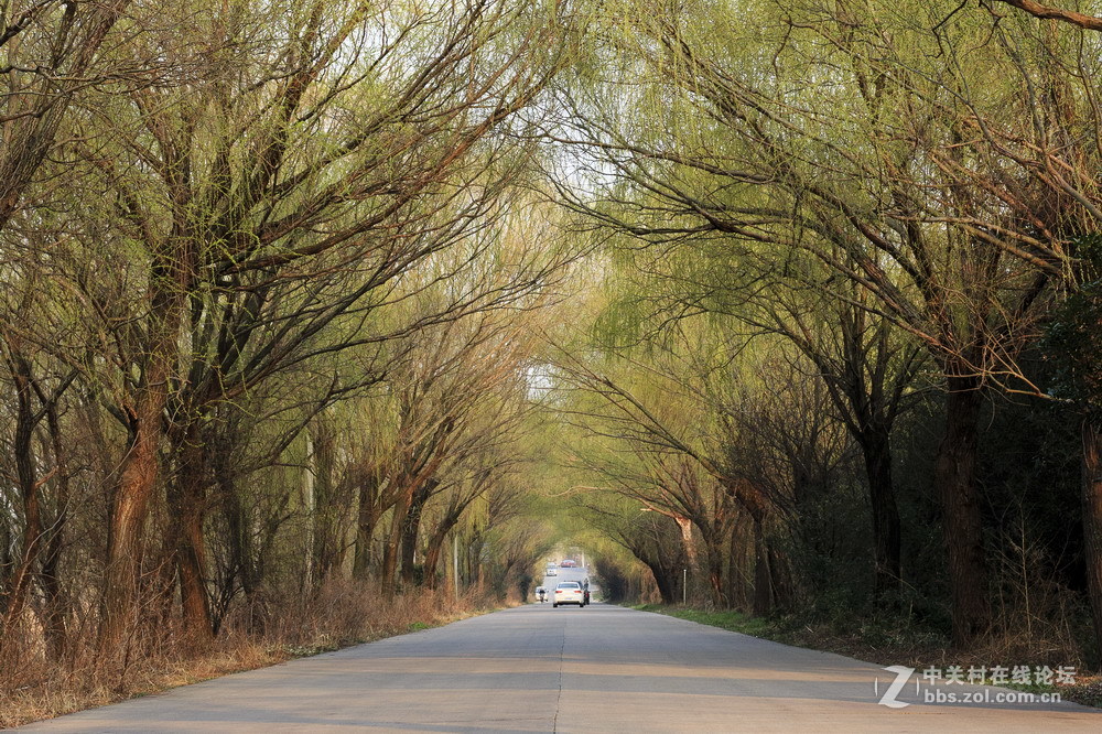 #佳能月赛-与佳能一起去踏青#家乡有绿柳