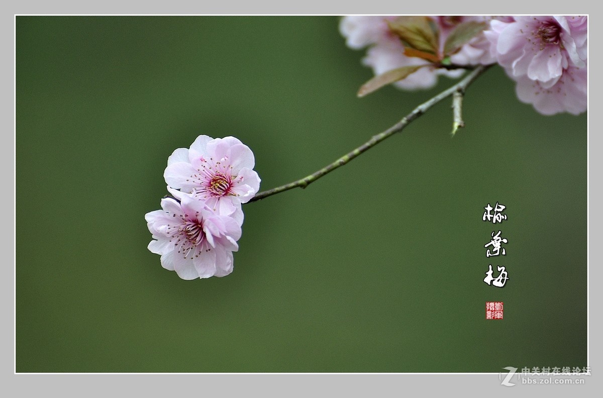 #ZOL月赛-三月风光无限好#榆叶梅（2）