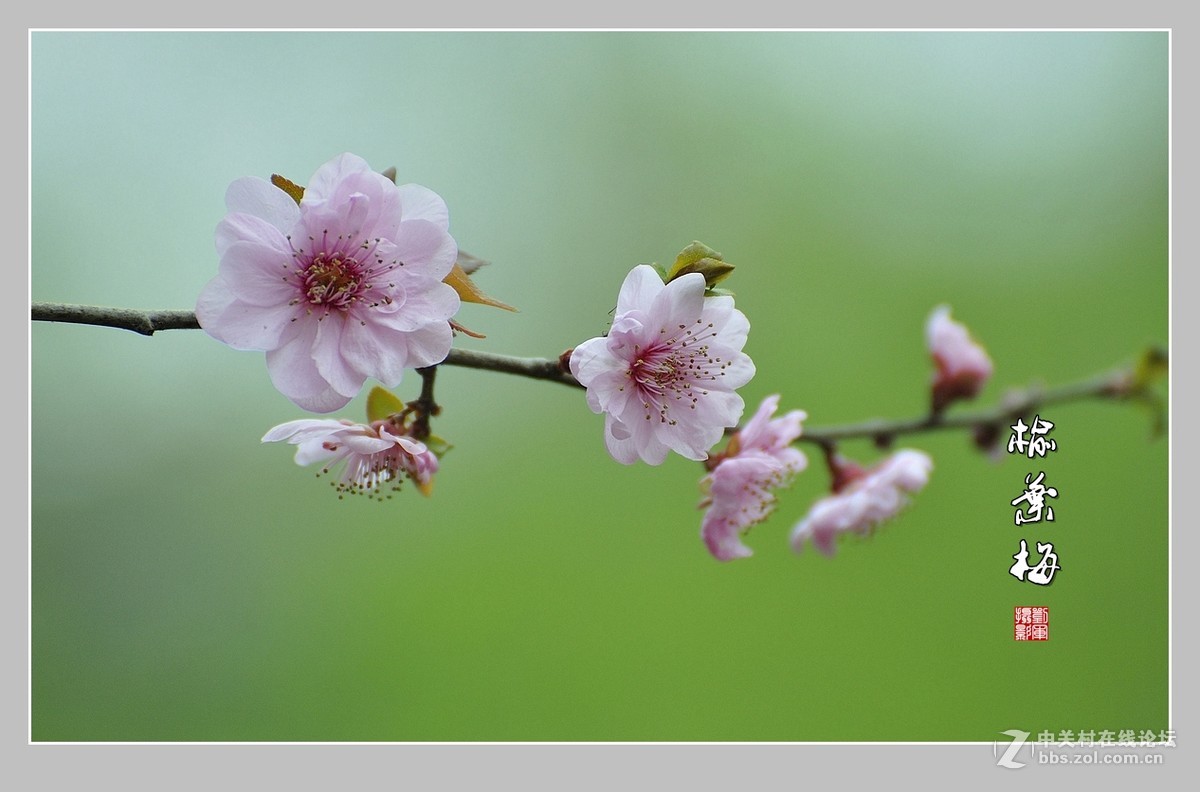 #ZOL月赛-三月风光无限好#榆叶梅（2）
