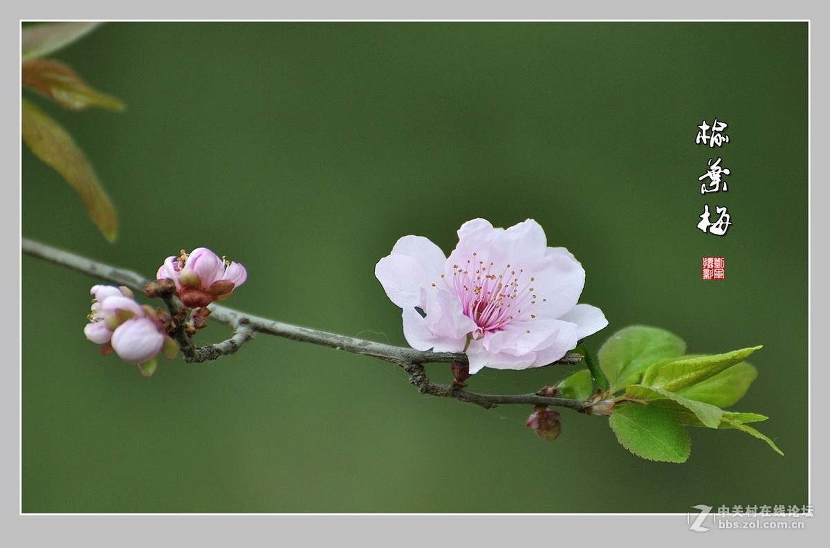 #ZOL月赛-三月风光无限好#榆叶梅（2）