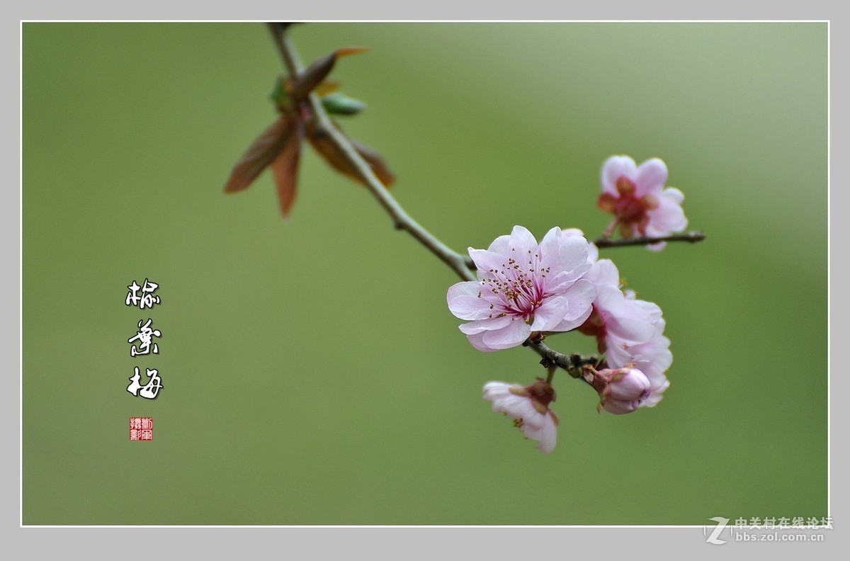 #ZOL月赛-三月风光无限好#榆叶梅（2）