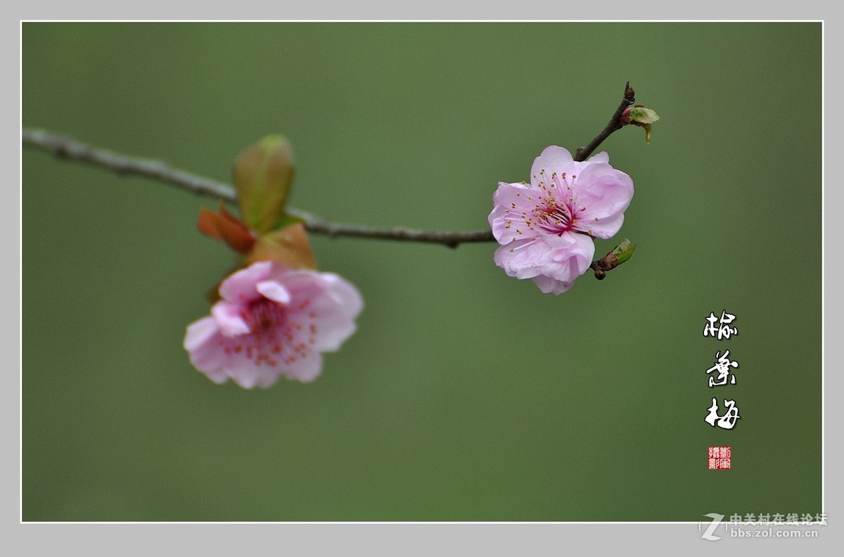 #ZOL月赛-三月风光无限好#榆叶梅（2）