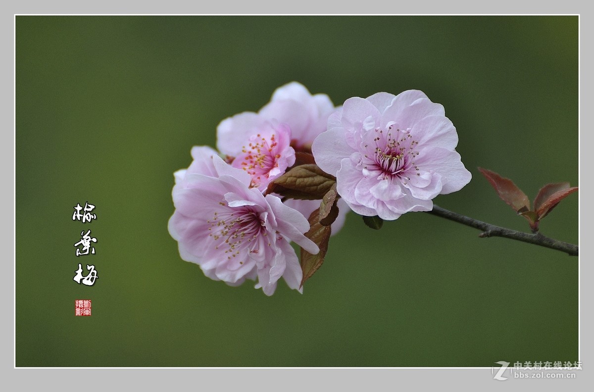 #ZOL月赛-三月风光无限好#榆叶梅（2）