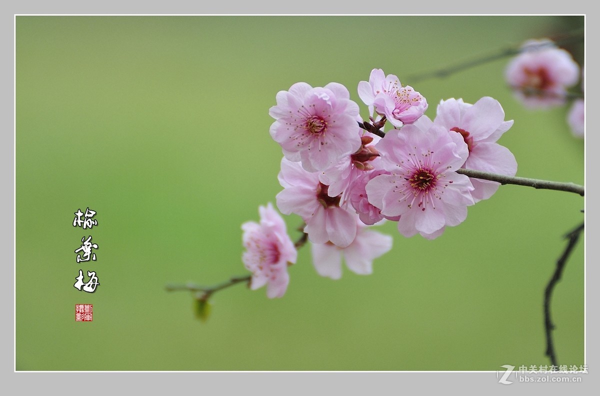 #ZOL月赛-三月风光无限好#榆叶梅（2）
