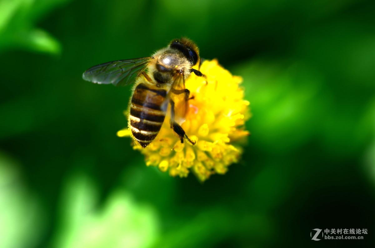 尼康70-300加近摄镜