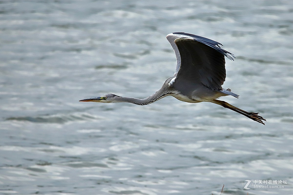 大连西山水库鹭舞2