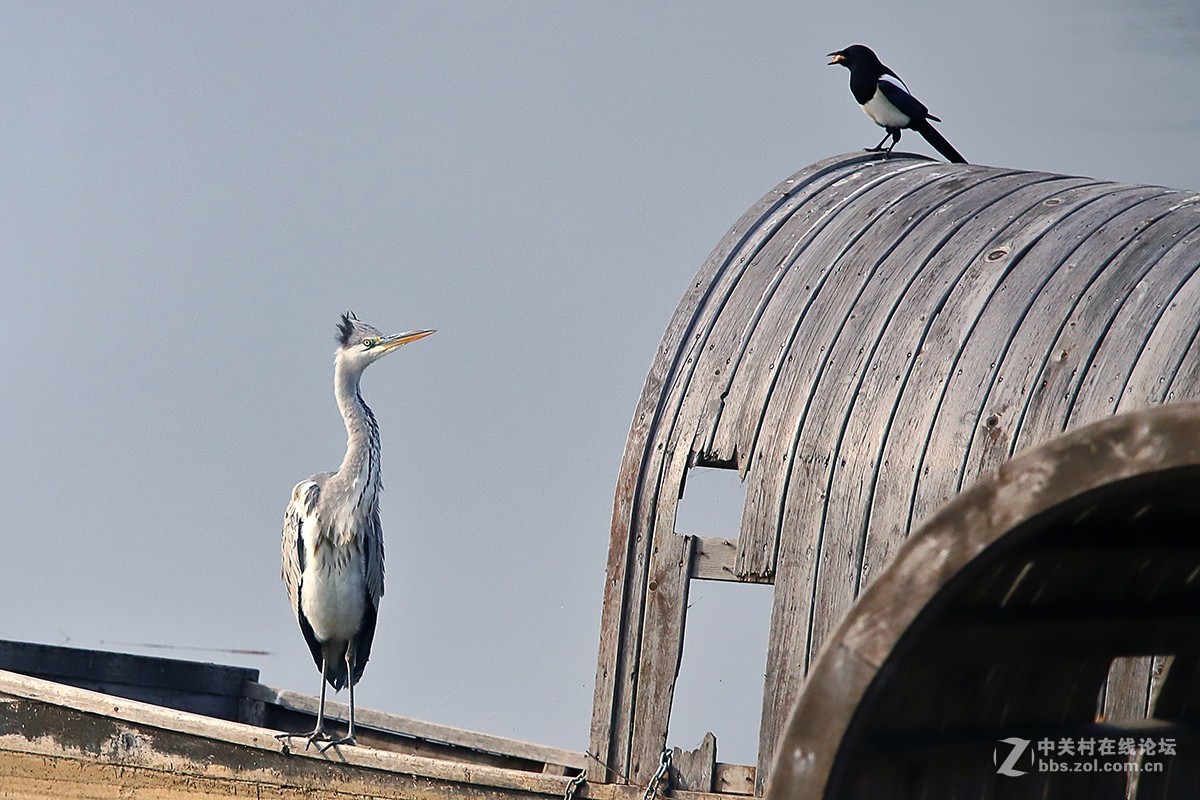 大连西山水库鹭舞2