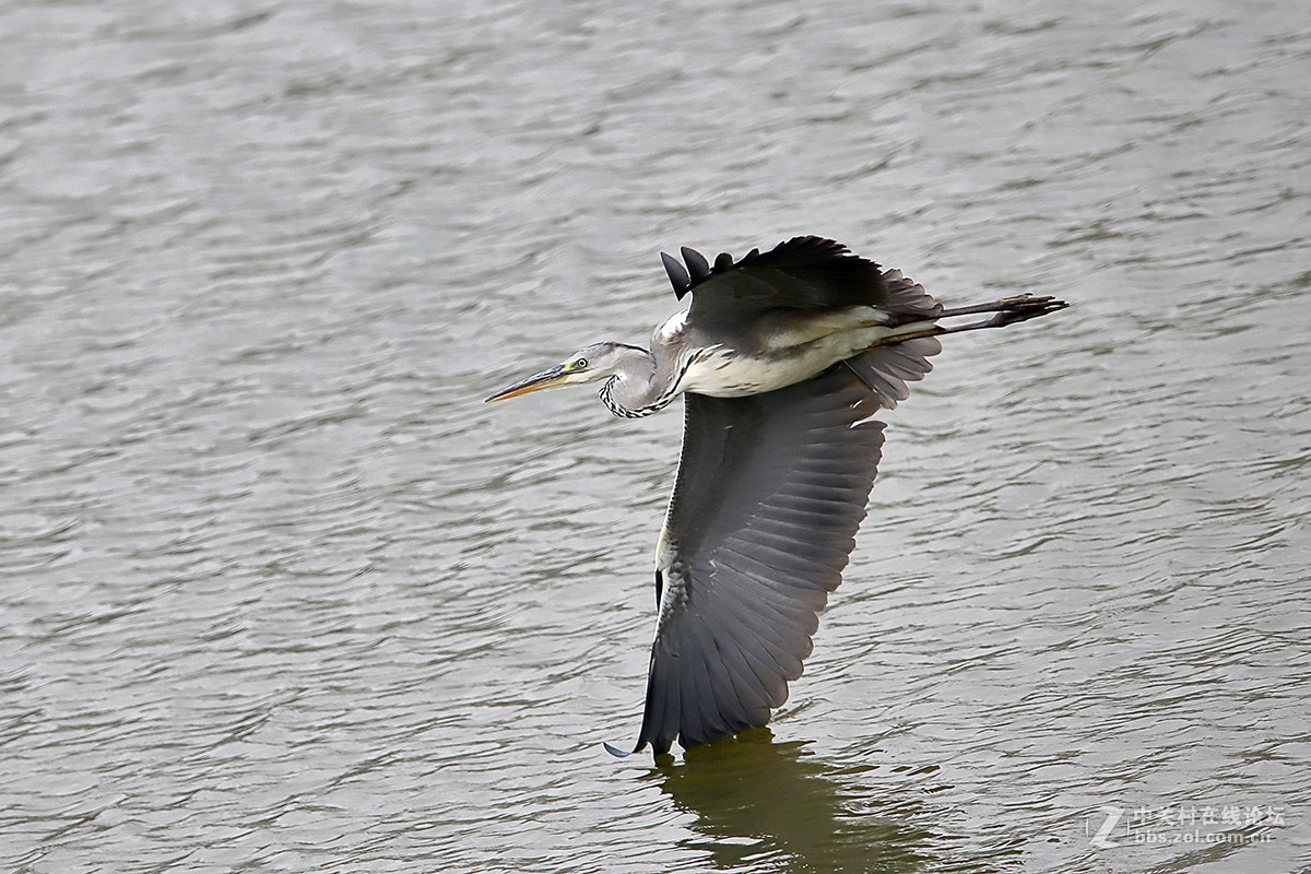 大连西山水库鹭舞2