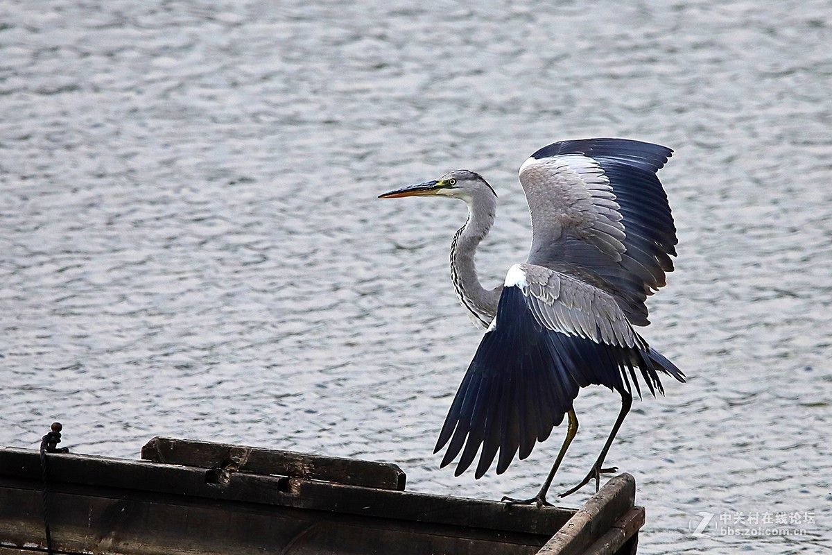 大连西山水库鹭舞2