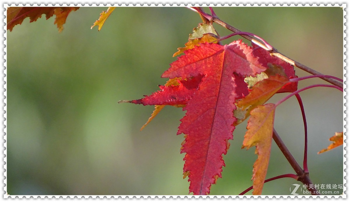 金秋枫叶与 红宝石