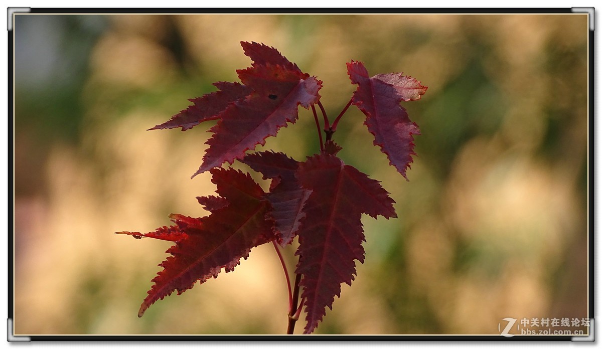 金秋枫叶与 红宝石
